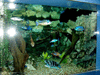 JPEG 114KB - Aquarium.