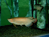 JPEG 79KB - Red Sea Bass.