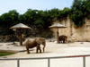 JPEG 79KB - Are these hippos?