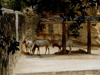 JPEG 83KB - Antelope.