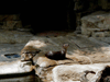 JPEG 66KB - Fresh water otter.