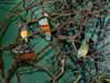 JPEG 125KB - The smaller pair are Gouldian finches and the larger one is a dove.