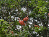 JPEG 114KB - Pink Ibis.