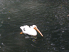 JPEG 149KB - I'm a pelican and my beak and belly are both empty.