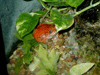 JPEG 86KB - Pretty little tree frog.