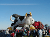 JPEG 25KB - No bull.  They just could not get off the ground due to the wind.