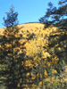JPEG 174KB - Autumn in the mountains around Santa Fe New Mexico.