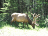 JPEG 141KB - A very cooperative Elk beside the highway.