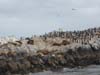 Cormorants in the Beagle Channel.